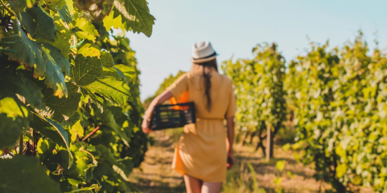 Back view of a woman walking in a sunlit Romanian vineyard during summer.